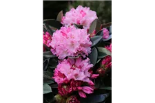 Yaku-Rhododendron 'Heinje´s Zauberflöte'