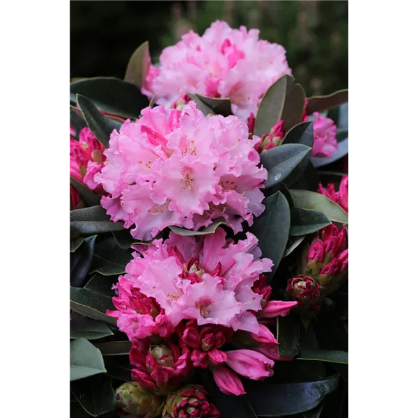 Yaku-Rhododendron 'Heinje´s Zauberflöte'