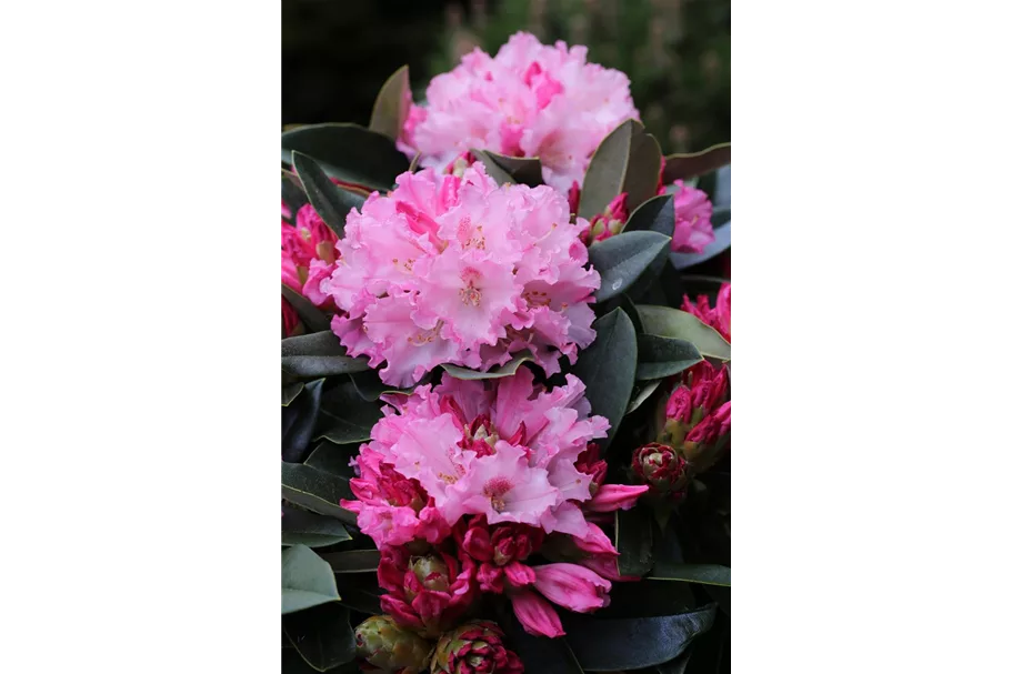 Yaku-Rhododendron 'Heinje´s Zauberflöte'