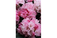 Yaku-Rhododendron 'Heinje´s Zauberflöte'