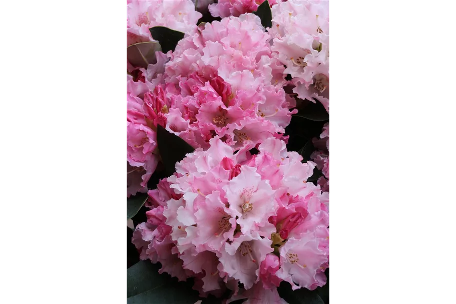 Yaku-Rhododendron 'Heinje´s Zauberflöte'