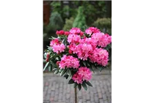 Yaku-Rhododendron 'Kalinka' Topfgröße 5 Liter, Easydendron ®