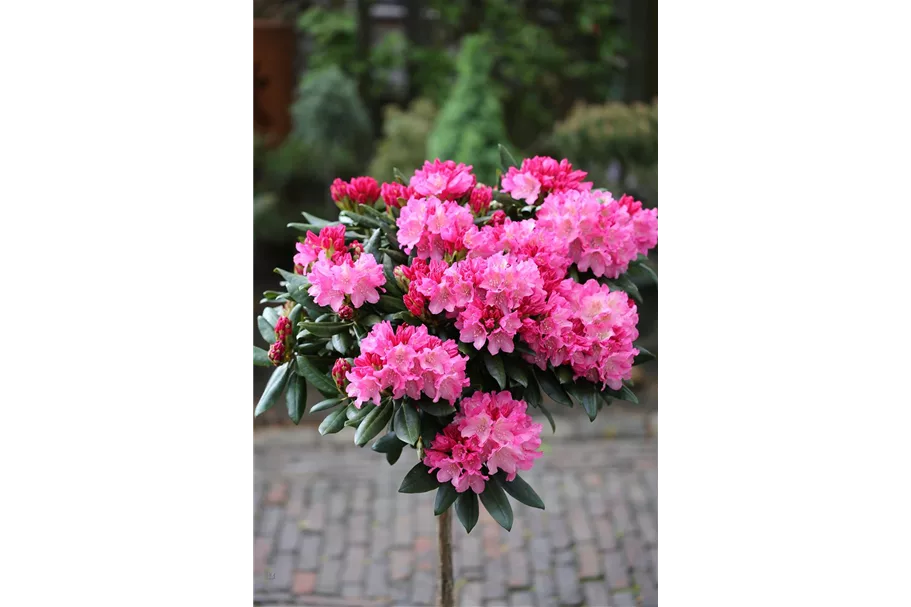 Yaku-Rhododendron 'Kalinka' Topfgröße 5 Liter, Easydendron ®