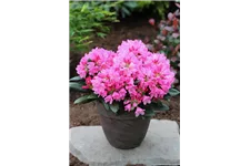 Yaku-Rhododendron 'Kalinka' Topfgröße 5 Liter, Easydendron ®