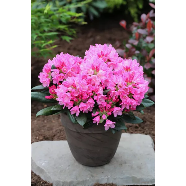 Yaku-Rhododendron 'Kalinka'