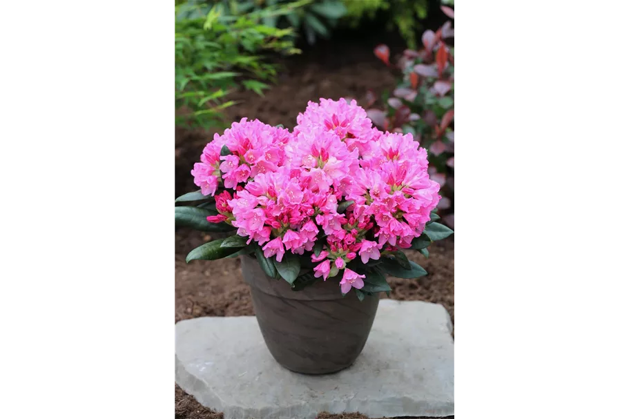 Yaku-Rhododendron 'Kalinka' Topfgröße 5 Liter, Easydendron ®