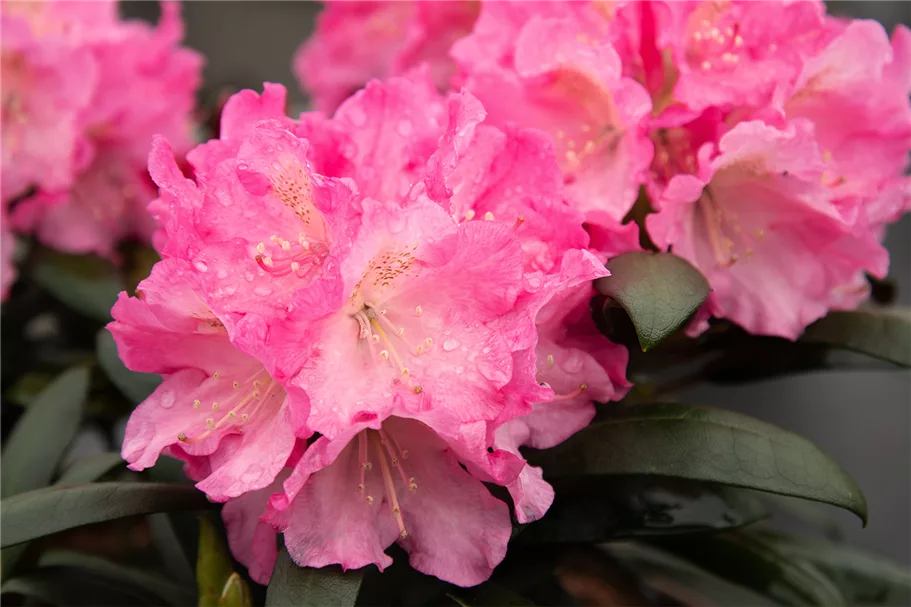 Yaku-Rhododendron 'Kalinka' Topfgröße 5 Liter, Easydendron ®