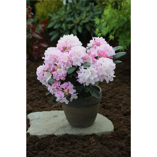 Yaku-Rhododendron 'Schneekrone'