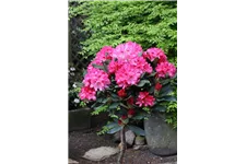 Yaku-Rhododendron 'Sneezy' 60-er Stamm, Topfgröße 10 Liter