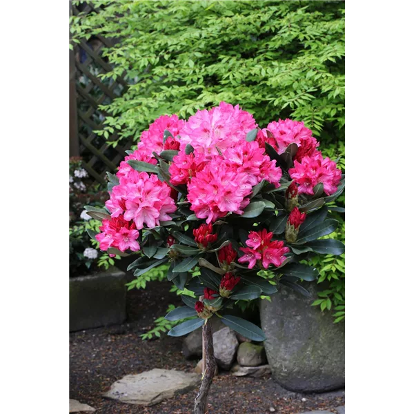 Yaku-Rhododendron 'Sneezy'