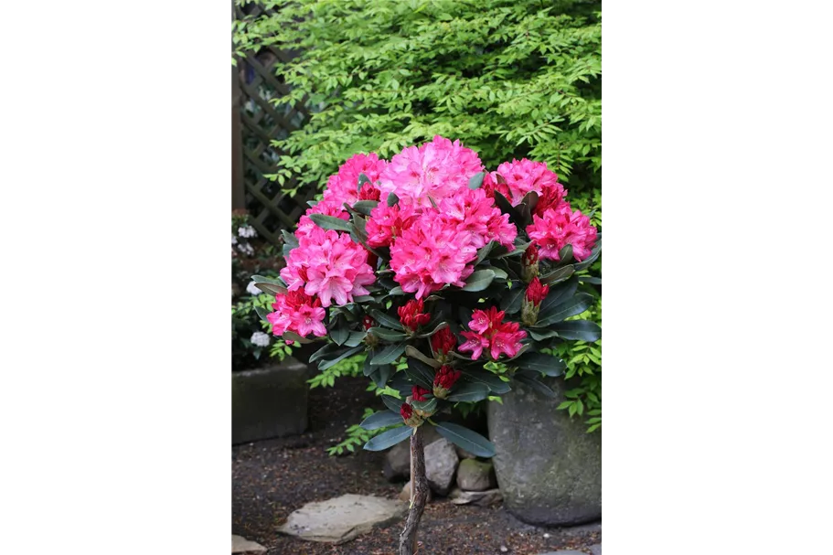 Yaku-Rhododendron 'Sneezy' 60-er Stamm, Topfgröße 10 Liter