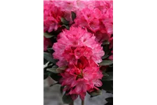 Yaku-Rhododendron 'Sneezy' 60-er Stamm, Topfgröße 10 Liter