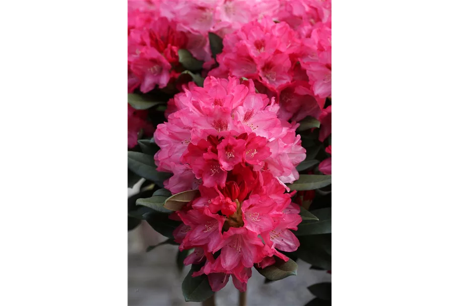 Yaku-Rhododendron 'Sneezy' 60-er Stamm, Topfgröße 10 Liter