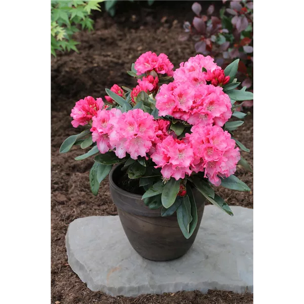 Yaku-Rhododendron 'Tina Heinje'