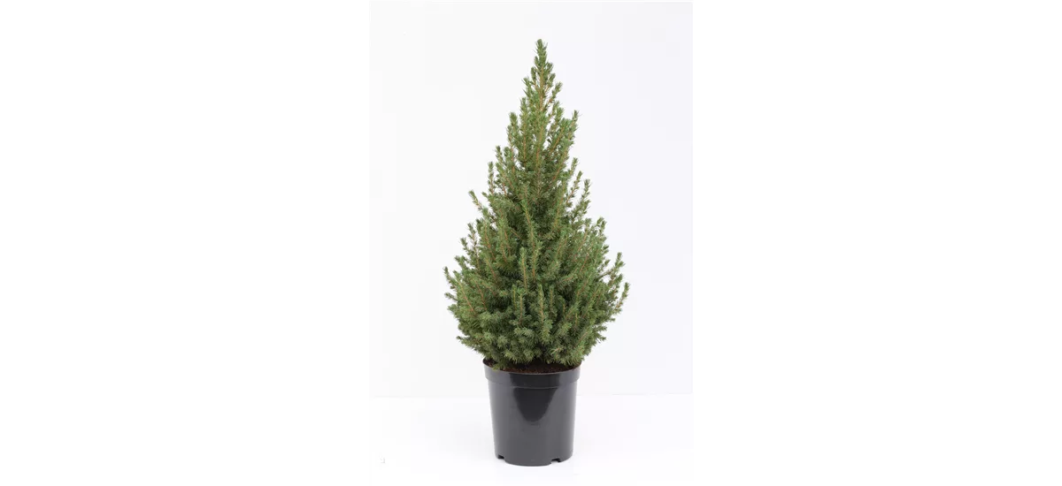 Zuckerhutfichte 'December'® Topfgröße 10 Liter / Höhe 60-80cm