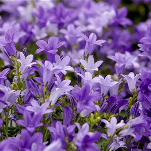 Campanula portenschlagiana