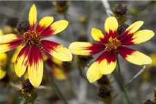 Coreopsis 'Bengal Tiger' - Mädchenauge 13 cm