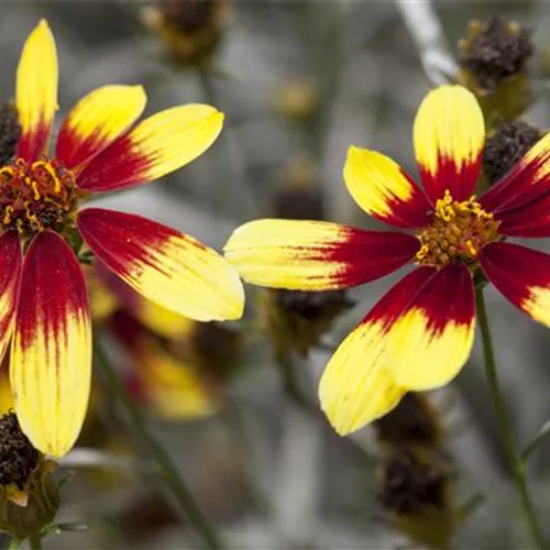 Coreopsis 'Bengal Tiger' - Mädchenauge