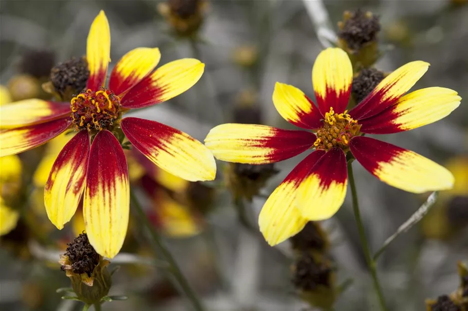 Coreopsis 'Bengal Tiger' - Mädchenauge 13 cm