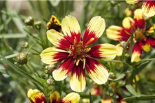 Coreopsis 'Bengal Tiger' - Mädchenauge 13 cm