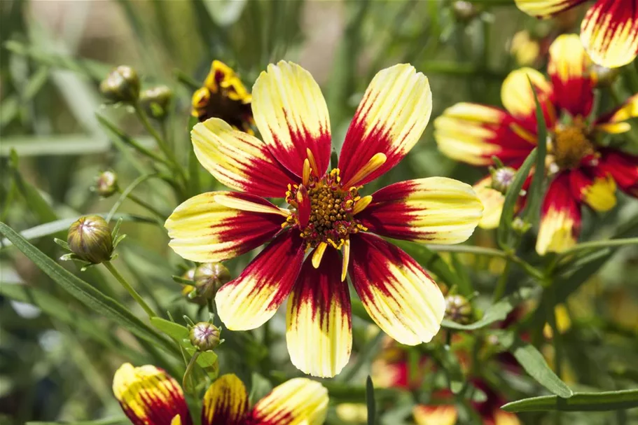 Coreopsis 'Bengal Tiger' - Mädchenauge 13 cm