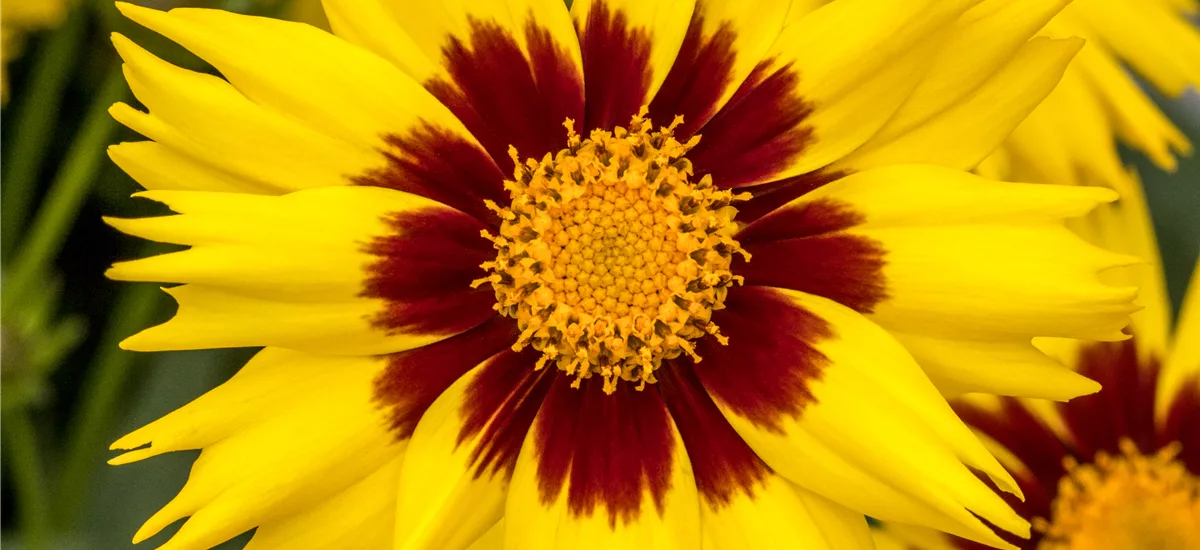 Coreopsis grandiflora SunKiss - Mädchenauge 13 cm