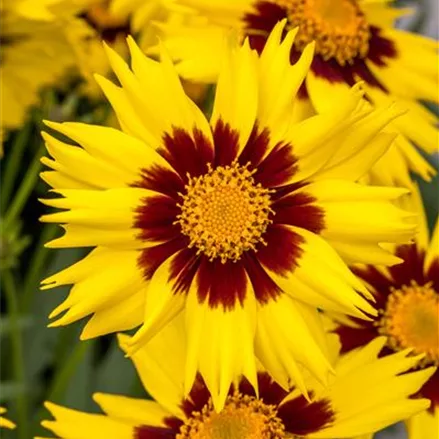 Coreopsis grandiflora SunKiss - Mädchenauge