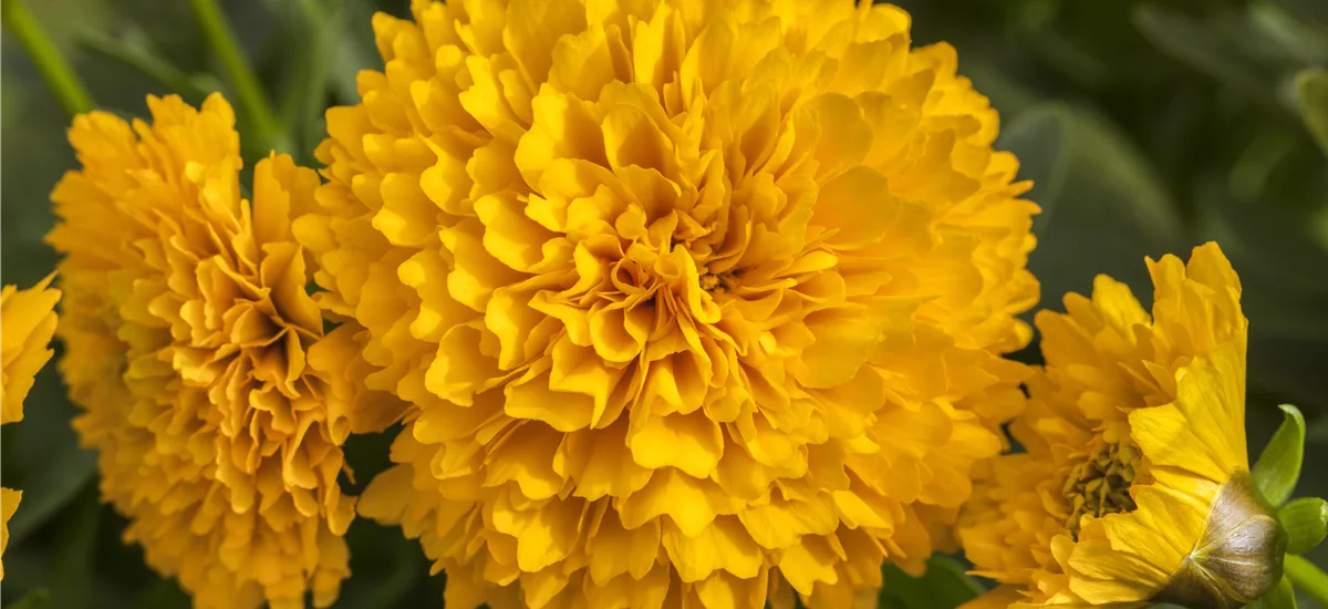 Coreopsis grandiflora, gelb gefüllt 13 cm