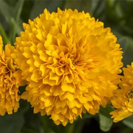 Coreopsis grandiflora, gelb gefüllt