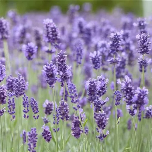 Echter Lavendel 'Hidcote' 