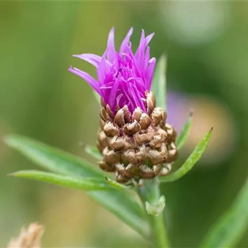 Schwarze Flockenblume