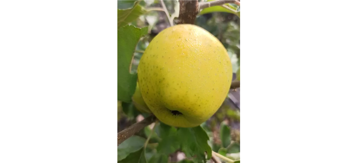 Apfelbaum 'Ananasrenette' Busch, Topfgröße 10 Liter, Unterlage MM111