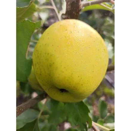 Apfelbaum 'Ananasrenette'