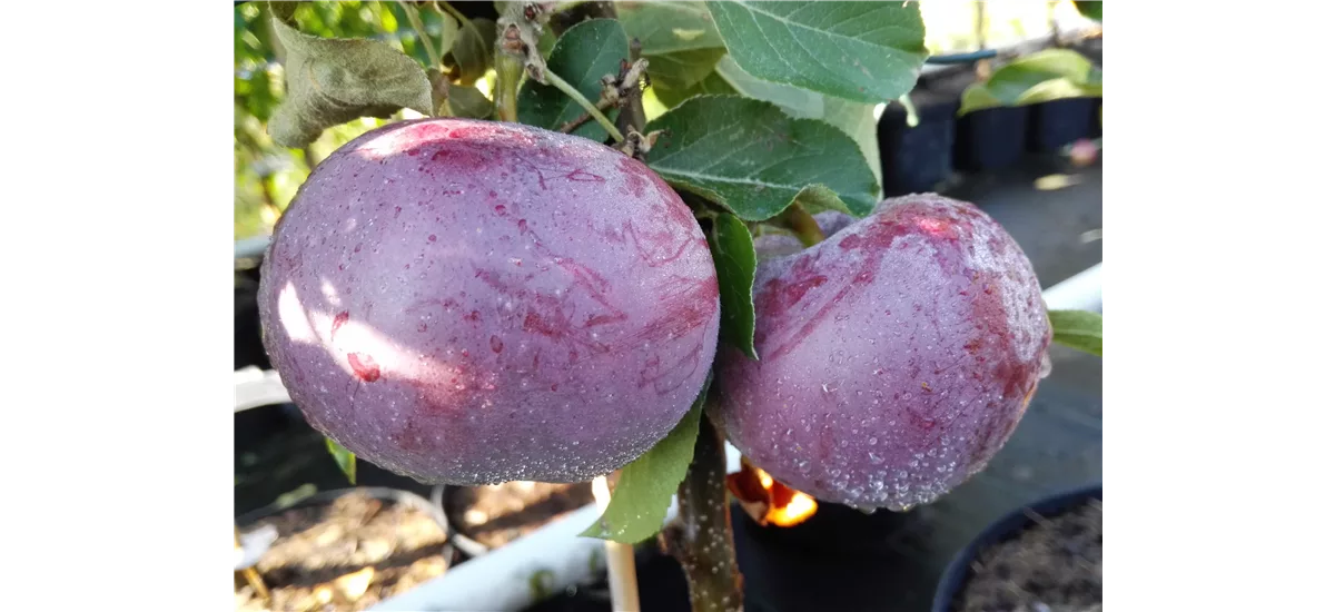 Apfelbaum 'Blauer Kölner' Busch, Topfgröße 10 Liter, Unterlage M26