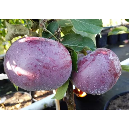 Apfelbaum 'Blauer Kölner'