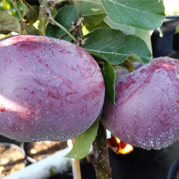 Apfelbaum 'Blauer Kölner'