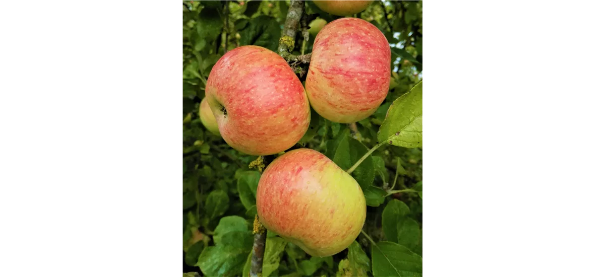 Apfelbaum 'Dülmener RosenApfel' Busch, Topfgröße 10 Liter, Unterlage MM111