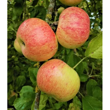 Apfelbaum 'Dülmener RosenApfel'