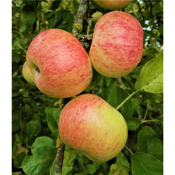 Apfelbaum 'Dülmener RosenApfel'