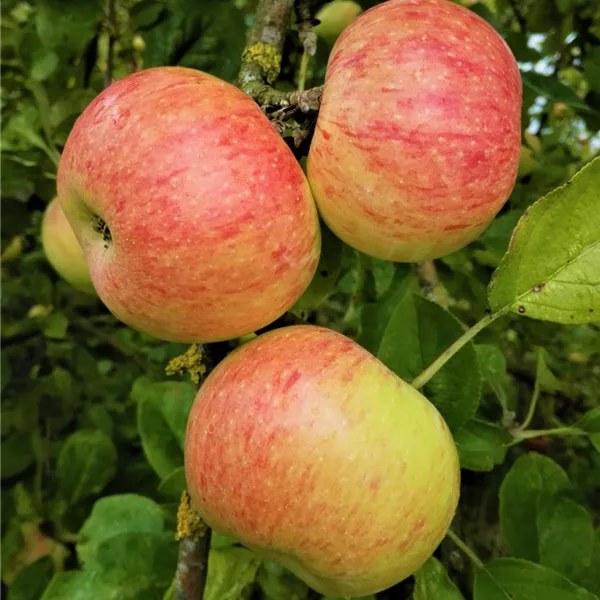 Apfelbaum 'Dülmener RosenApfel'