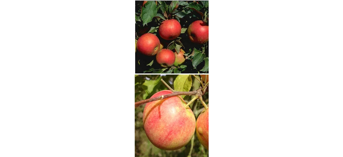 Apfelbaum DUO 'Idared/Geheimrat Oldenburg' Busch, Topfgröße 10 Liter, Unterlage M26