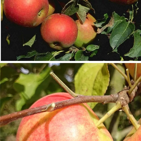 Apfelbaum DUO 'Idared/Geheimrat Oldenburg'