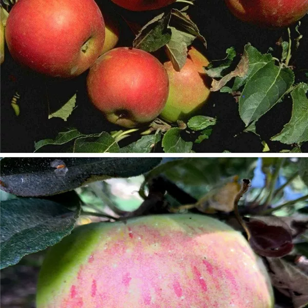 Apfelbaum DUO 'Idared/Osnabrücker Renette'