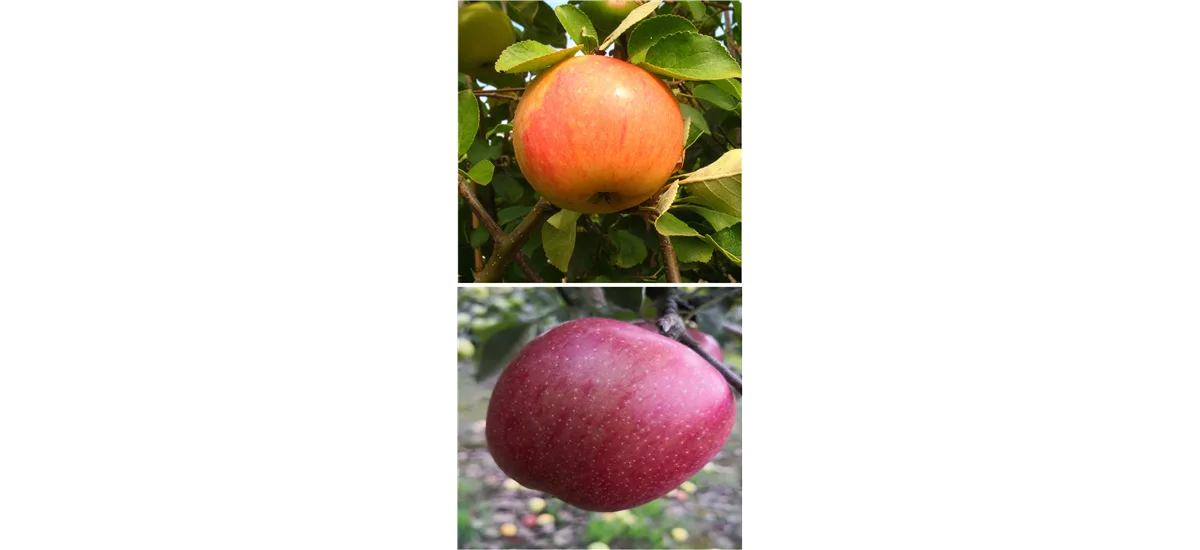 Apfelbaum DUO 'James Grieve/Braeburn' Busch, Topfgröße 10 Liter, Unterlage M7