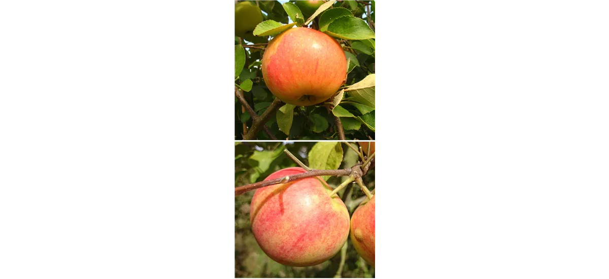 Apfelbaum DUO 'James Grieve/Geheimrat Oldenburg' Busch, Topfgröße 10 Liter, Unterlage M26