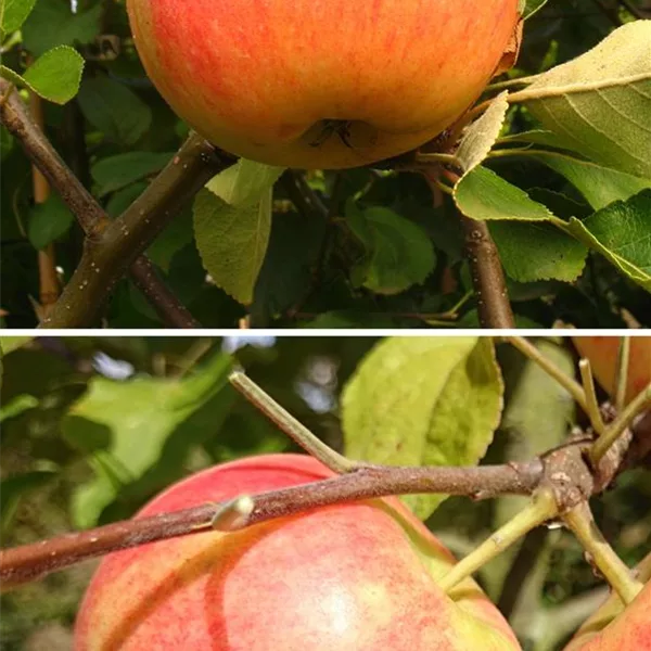 Apfelbaum DUO 'James Grieve/Geheimrat Oldenburg'