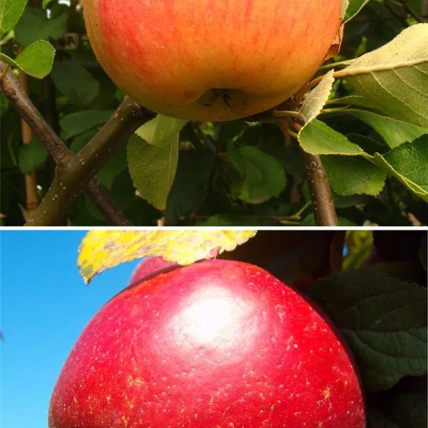 Apfelbaum DUO 'James Grieve/Schöner aus Nordhausen'