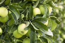 Apfelbaum 'Golden Delicious' Busch, Topfgröße 10 Liter, Unterlage MM111