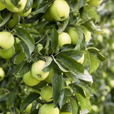 Apfelbaum 'Golden Delicious'