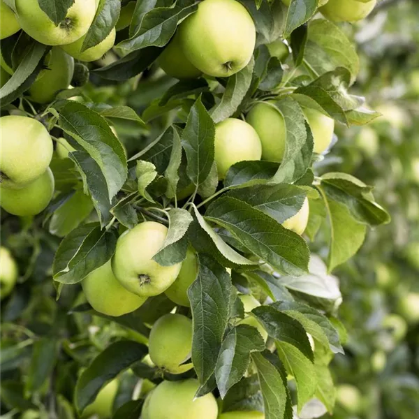 Apfelbaum 'Golden Delicious'